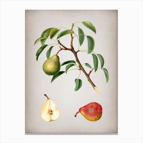 Vintage Pear Botanical on Parchment n.0673 Canvas Print