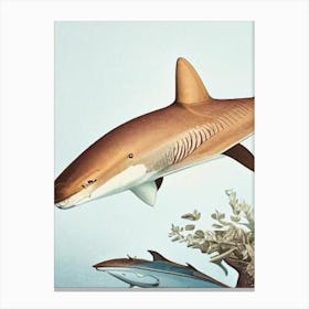 Tawny Nurse Shark Vintage Canvas Print