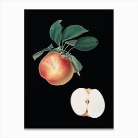 Vintage Apple Botanical Illustration on Solid Black n.0969 Canvas Print