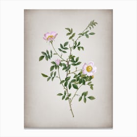 Vintage Pink Hedge Rose in Bloom Botanical on Parchment Canvas Print