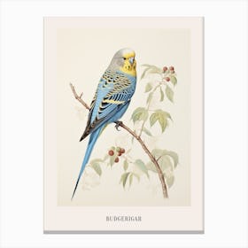 Vintage Bird Drawing Budgerigar 1 Poster Canvas Print