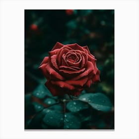 Red Rose 5 Canvas Print