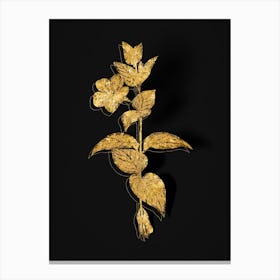 Vintage Greater Periwinkle Flower Botanical in Gold on Black n.0615 Canvas Print