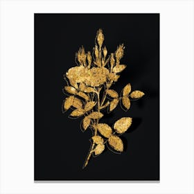 Vintage Mossy Pompon Rose Botanical in Gold on Black n.0417 Canvas Print