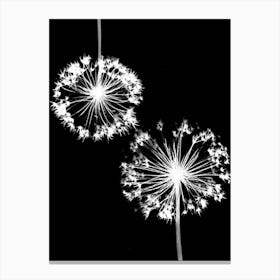 Alliums black white Canvas Print