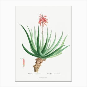 Aloe Socotrina Image From Histoire Des Plantes Grasses (1799), Pierre Joseph Redoute Canvas Print