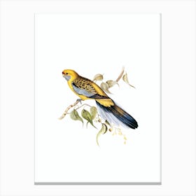 Vintage Yellow Rumped Parakeet Bird Illustration on Pure White n.0028 Canvas Print