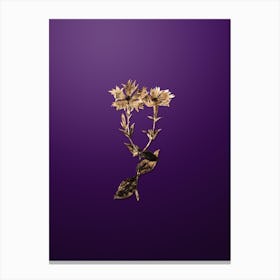Gold Botanical Bunge's Lychnis Flower on Royal Purple Canvas Print