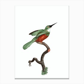 Vintage Green Tailed Jacamar Male Bird Illustration on Pure White Canvas Print