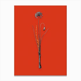 Vintage Autumn Onion Black and White Gold Leaf Floral Art on Tomato Red n.0689 Canvas Print