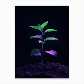 Green Plant On Dark Background Canvas Print