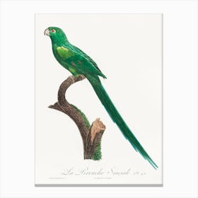 The Long Tailed Parakeet From Natural History Of Parrots, Francois Levaillant Canvas Print