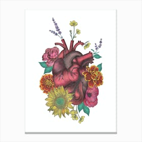 Anatomical Heart Red Yellow Canvas Print
