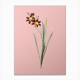 Vintage Ixia Tricolor Botanical on Soft Pink n.0791 Canvas Print