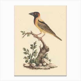 Black Headed Abyssinian Oriole, Luigi Balugani Canvas Print