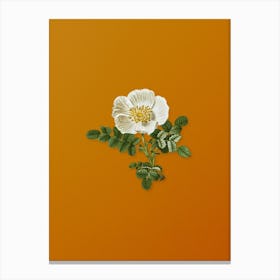Vintage White Burnet Rose Botanical on Sunset Orange Canvas Print