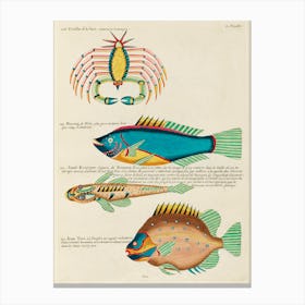 Colourful And Surreal Illustrations Of Fishes And Crab Found In Moluccas (Indonesia) And The East Indies, Louis Renard(37) Canvas Print