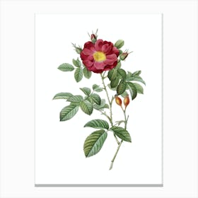 Vintage Red Portland Rose Botanical Illustration on Pure White n.0218 Canvas Print