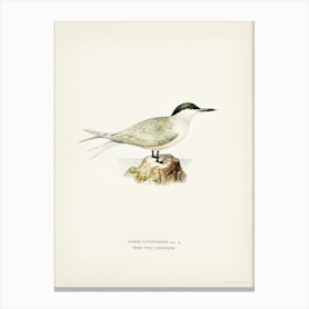 Sandwich Tern, The Von Wright Brothers Canvas Print