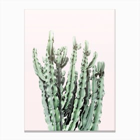 Blush Cactus Canvas Print
