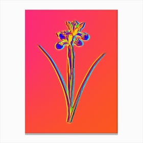 Neon Spanish Iris Botanical in Hot Pink and Electric Blue n.0050 Canvas Print