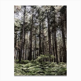 Ferns In The Forest Canvas Print