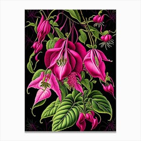 Fuchsia 3 Floral Botanical Vintage Poster Flower Canvas Print