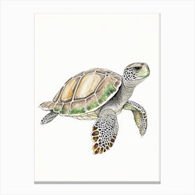 Olive Ridley Sea Turtle (Lepidochelys Olivacea), Sea Turtle Pencil Illustration 2 Canvas Print