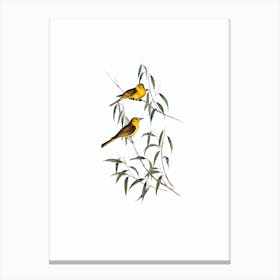 Vintage Yellow Tinted Honeyeater Bird Illustration on Pure White n.0296 Canvas Print