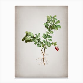 Vintage Lingonberry Botanical on Parchment n.0272 Canvas Print