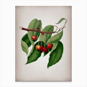 Vintage Cherry Botanical on Parchment n.0319 Canvas Print