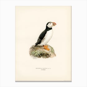 Atlantic Puffin (Fratercula Arctica), The Von Wright Brothers Canvas Print