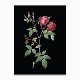 Vintage Velvet China Rose Botanical Illustration on Solid Black n.0426 Canvas Print