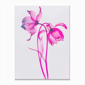 Hot Pink Bluebell 2 Canvas Print