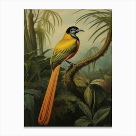 Winged Wonder: Wilson's Bird-of-Paradise Wall Art Canvas Print
