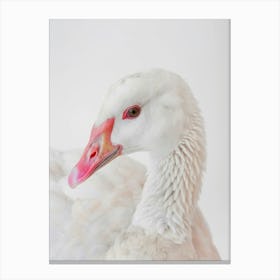 White Geese Canvas Print