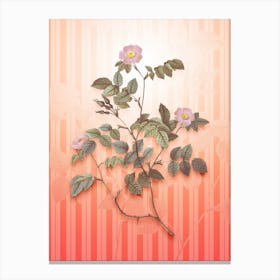 Sweetbriar Rose Vintage Botanical in Peach Fuzz Awning Stripes Pattern n.0242 Canvas Print