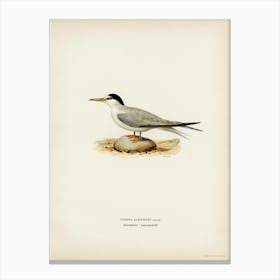 Little Tern (Sterna Albifrons), The Von Wright Brothers Canvas Print