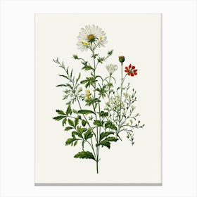 Vintage Botanical Galleria Style Wildflower Painting 36 Canvas Print