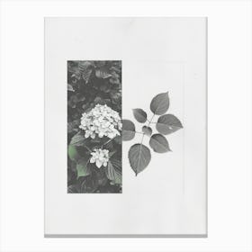 Hydrangea Flower Photo Collage 3 Canvas Print