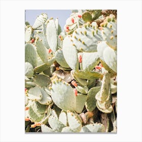 Warm Cactus Flowers Canvas Print