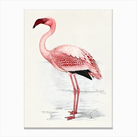 Painting of Lesser Flamingo Canvas Print