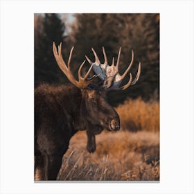 Warm Autumn Moose Canvas Print