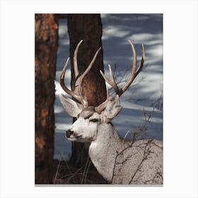 Deer In The Sun Canvas Print