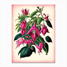 Fuchsia 2 Floral Botanical Vintage Poster Flower Canvas Print