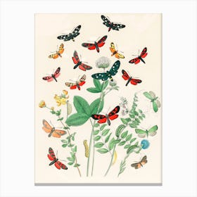 Butterflies And Plants Canvas Print
