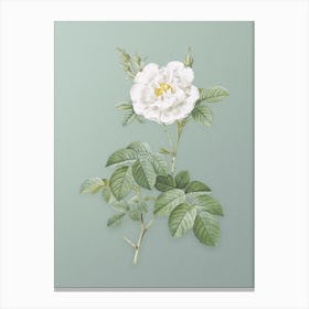 Vintage White Rose Botanical Art on Mint Green n.0551 Canvas Print