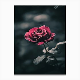 Dark Rose 73 Canvas Print