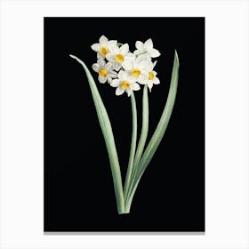 Vintage Narcissus Easter Flower Botanical Illustration on Solid Black n.0616 Canvas Print