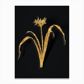 Vintage Small Flowered Pancratium Botanical in Gold on Black n.0020 Canvas Print